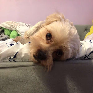 Meet your Posher, Isabel